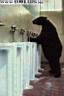 32bearpee.jpg